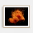 thumbnail image 2 of Jellyfish - Photography Marine Life Aquatic Abstract Surrealism Ocean Modern Art Minimalist Unframed Wall Art Print 36 x 48 inches, 2 of 6
