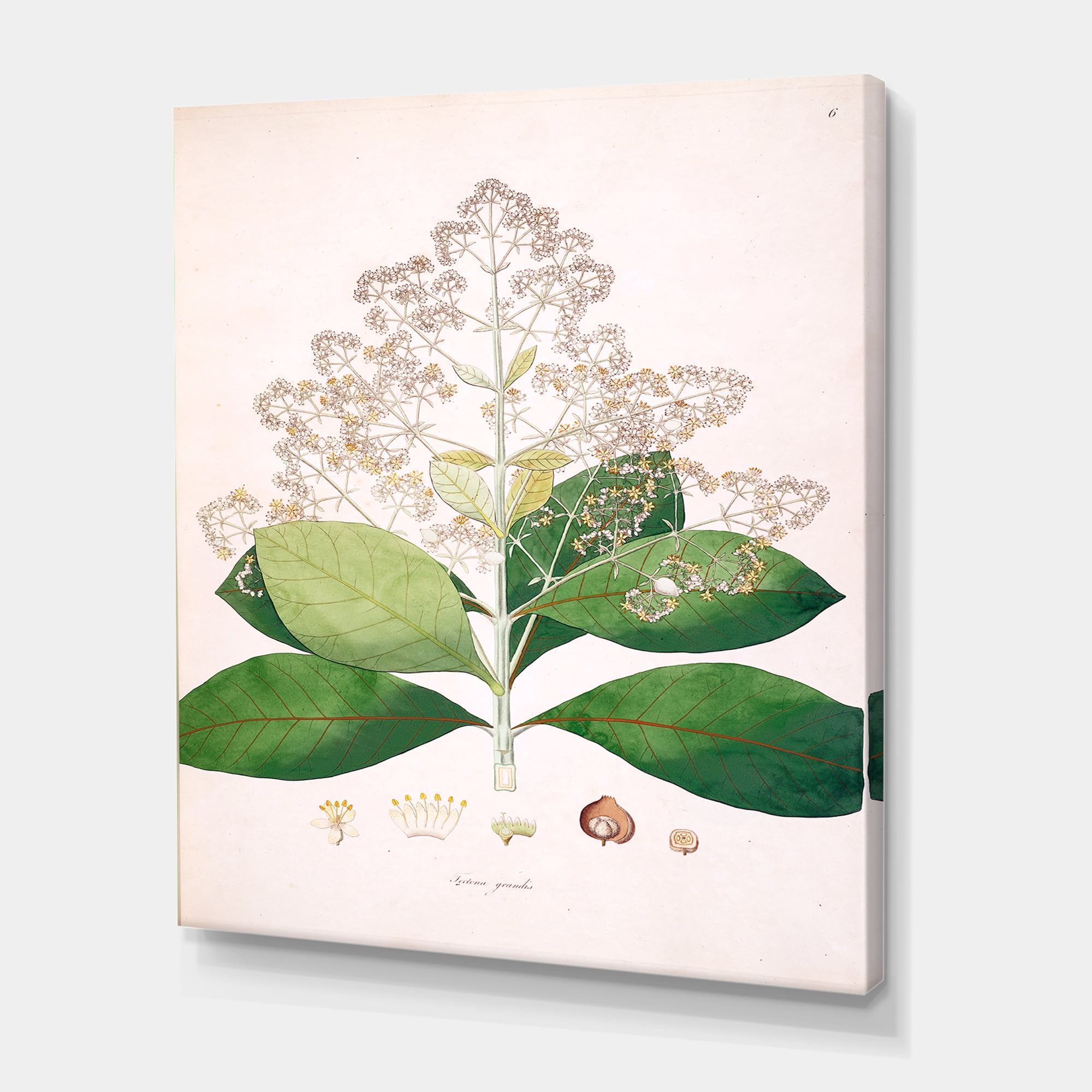 Designart ' Ancient London Plants III ' Farmhouse Canvas Wall Art Print