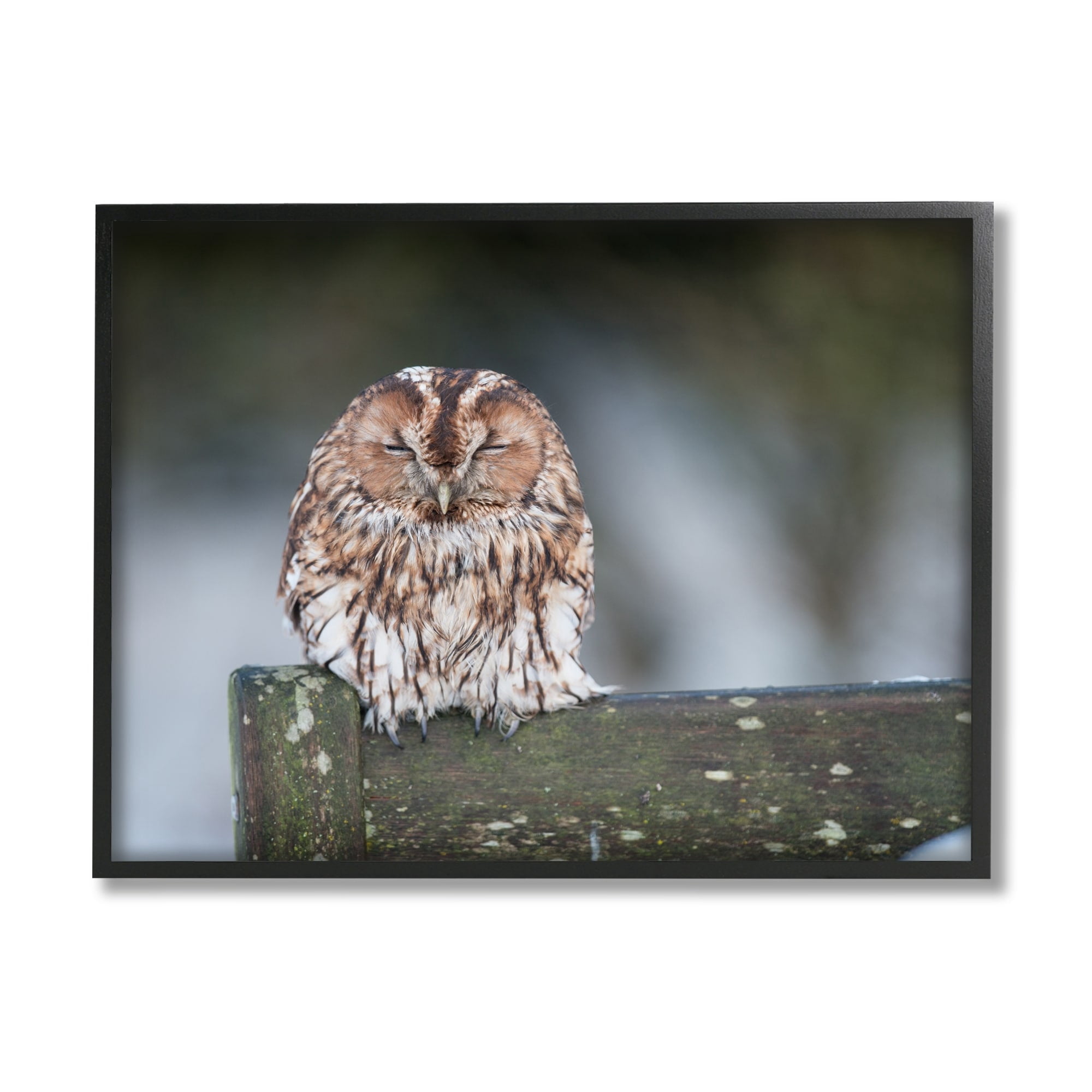 Stupell Industries Owl Perched Fence Post Wildlife Nature Photography Photograph Black Framed Art Print Wall Art, Design by James Dobson