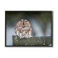 thumbnail image 4 of Stupell Industries Owl Perched Fence Post Wildlife Nature Photography Photograph Black Framed Art Print Wall Art, Design by James Dobson, 4 of 5