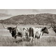 thumbnail image 2 of Fitzharris, Tim 14x11 Black Ornate Wood Framed with Double Matting Museum Art Print Titled - Longhorn cattle Sepia, 2 of 4