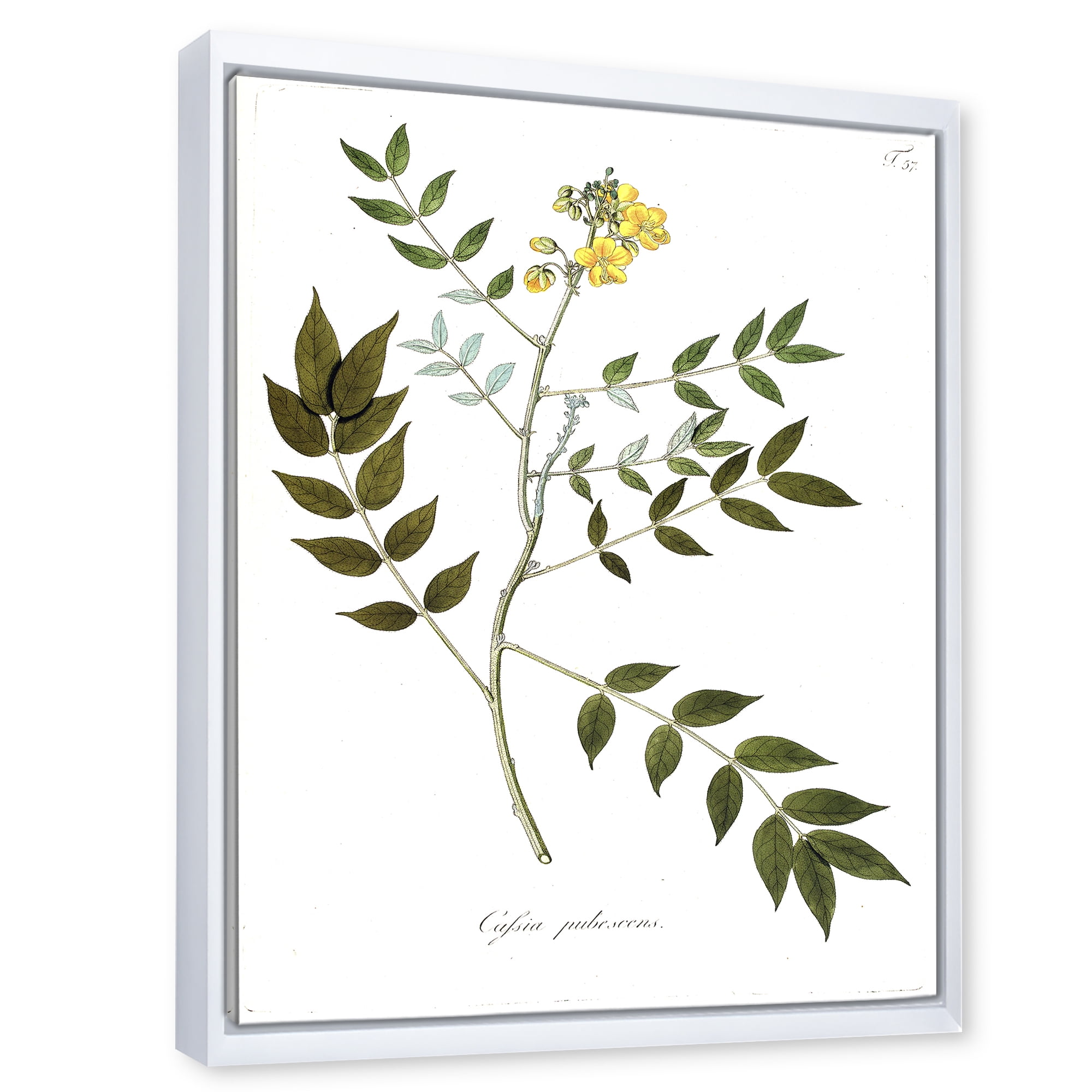 Designart 'Ancient Botanicals XVIII' Traditional Framed Canvas Wall Art Print