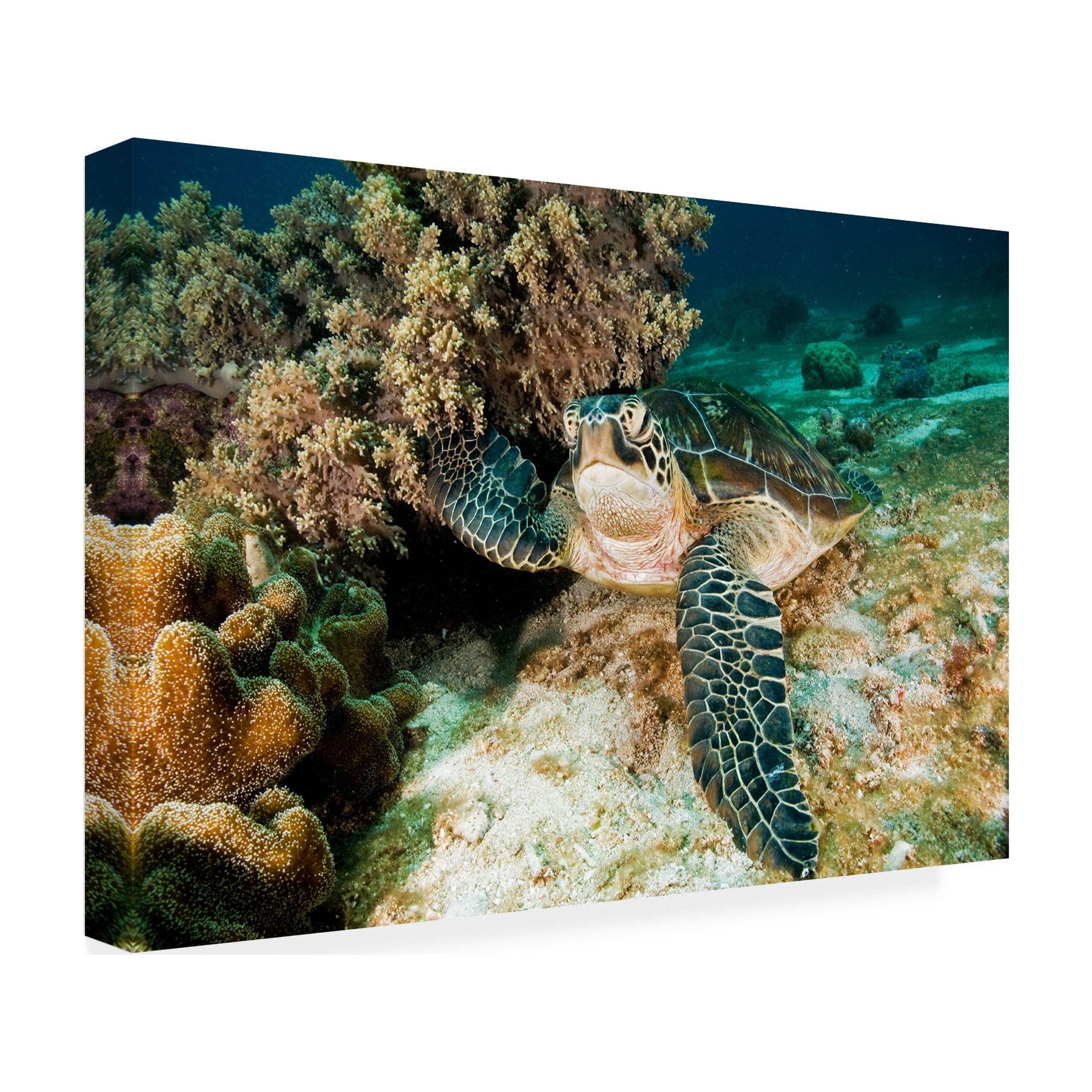 Ilan Ben Tov 'Sea Turtle' Canvas Art