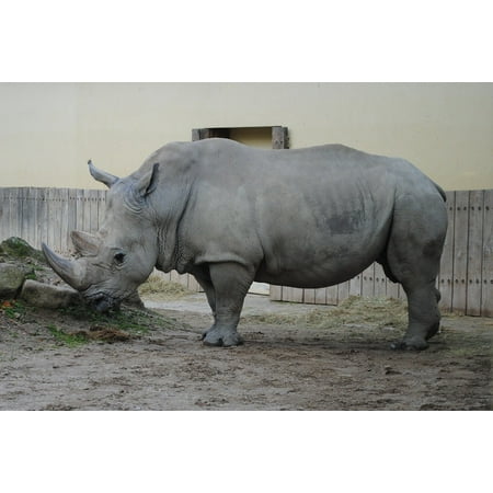 Canvas Print Wild Animal World Zoo Big Game Rhino Stretched Canvas 10 x (Best Zoos In The World For Animals)