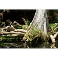 thumbnail image 3 of Hausenflock, Alan 24x17 Black Modern Framed Museum Art Print Titled - Cypress II, 3 of 5