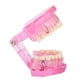 thumbnail image 5 of Modelo De Dientes Para Adultos, Modelo Dental Portátil Para Estudiar Para Enseñar ANGGREK IC1411, 5 of 8