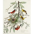 thumbnail image 2 of Audubon, John James 20x23 White Modern Wood Framed Museum Art Print Titled - Orchard Oriole, 2 of 4