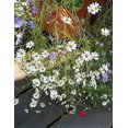 thumbnail image 2 of 200 Graines de Fleurs de Dachyscome Ibéridifolia de Rivière Cygne Blanc, 2 of 3