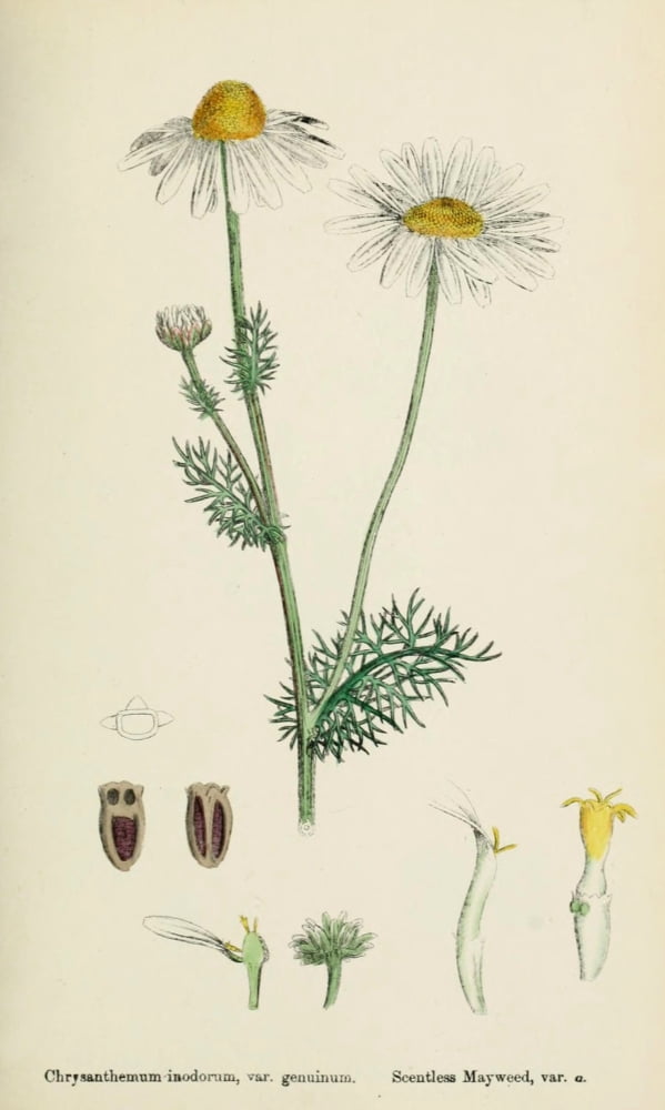 English Botany 1863