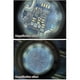 thumbnail image 5 of Upgraded Stand Measuring Magnifier Scale Loupe Magnifying Glass Professional, 5 of 5