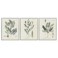 thumbnail image 5 of Stupell Industries Green Botanical Latin Study Vintage Herb Motif Diagram Framed Wall Art, 24 x 30, Design by Martini, 5 of 5