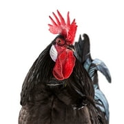 No-Crow Collar for Roosters