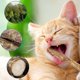 thumbnail image 5 of Juguetes para gatos, naturales, orgánicos, juguetes de hierba gatera, palitos, palitos de matatabi, palitos masticables para gatos, juguetes masticables para muelas de los dientes de gato, 5 of 7