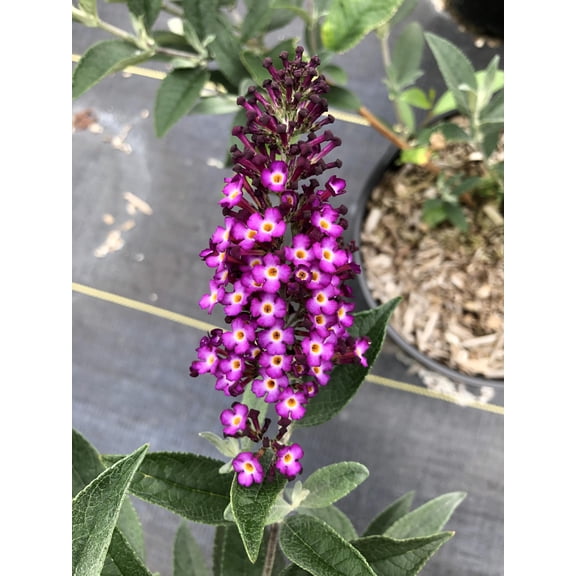 Bloomin' Easy Blueberry Pie Butterfly Bush Live Shrub, Vibrant Purple-Blue Flower