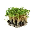 Bulk Organic Buckwheat Sprouting Seed 50 Lbs Unhulled Organic