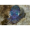 thumbnail image 2 of Shimlock, Jones 24x18 Black Ornate Wood Framed with Double Matting Museum Art Print Titled - Nocturnal bobtail squid, Aljui Bay, Indonesia, 2 of 4