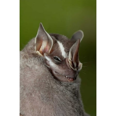 Leaf-nosed Bat Amazon Ecuador Poster Print by Murray Cooper (24 x (Best Items On Amazon)