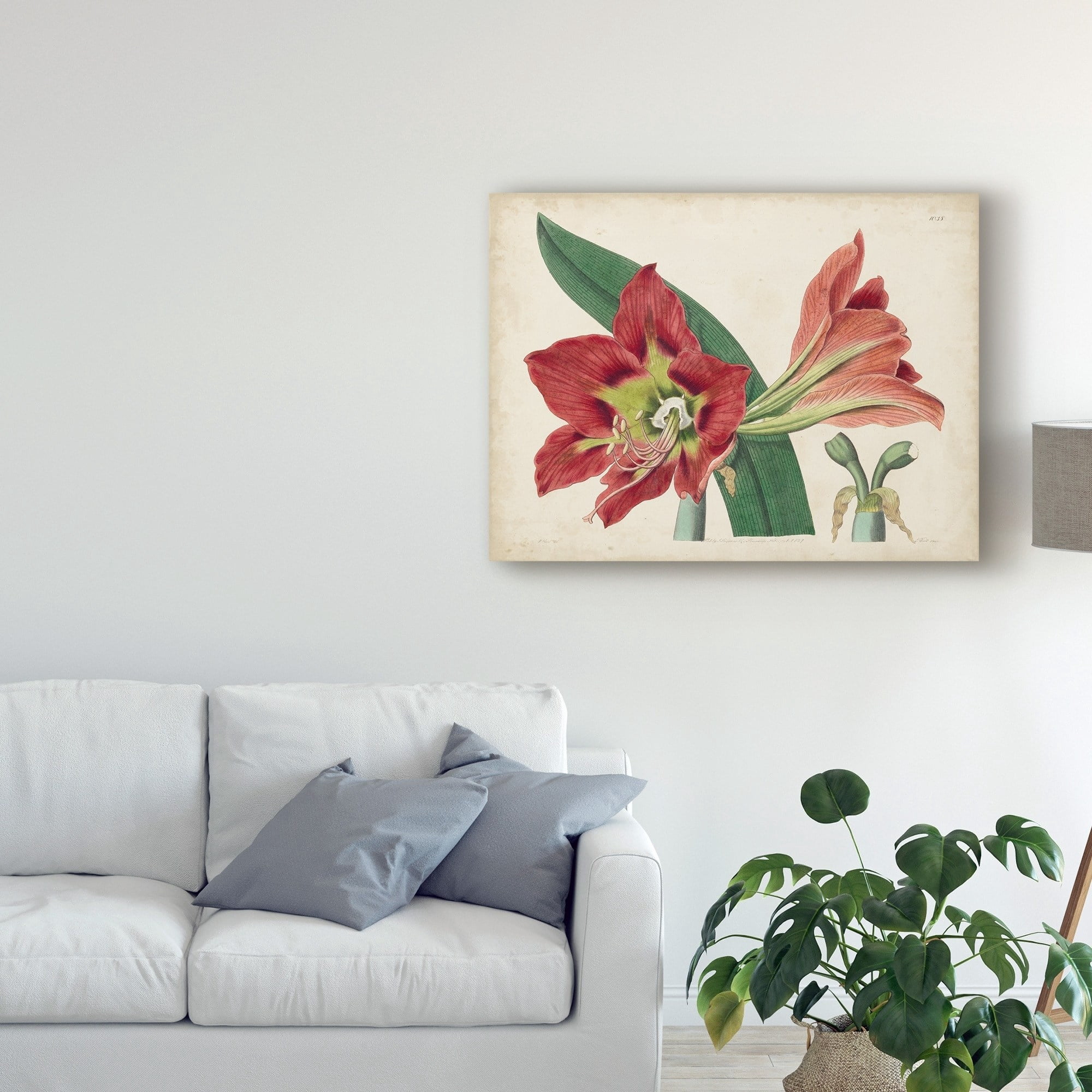Trademark Fine Art 'Amaryllis Splendor I' Canvas Art by Curtis