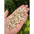 thumbnail image 2 of WHOLESALE Natural Semi Tumbled White Bamboo Coral Gemstone Chips ( 2 oz / 0.125 lb ), 2 of 8