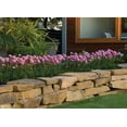 thumbnail image 2 of Dreameria® Daydream Armeria - Sea Thrift Perennial - 4" Pot, 2 of 2
