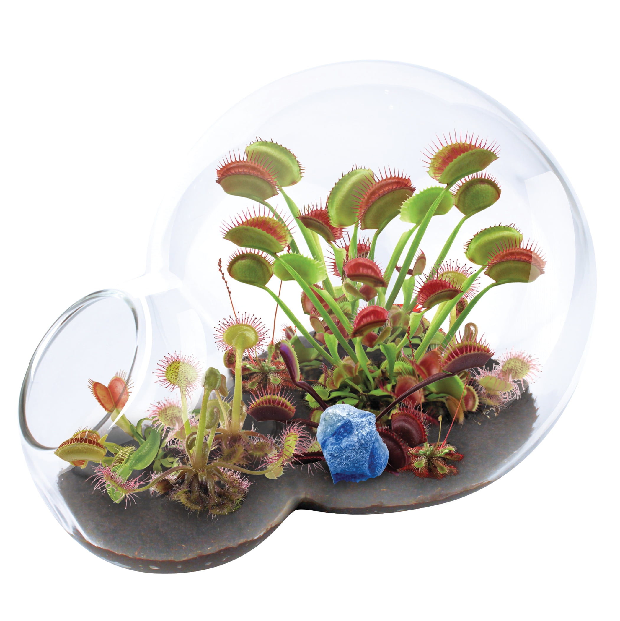 Carnivorous Growarium Fly Trap and Sundew Terrarium