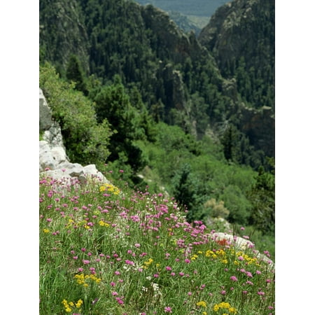 Wild Flowers on the Sandia Crest, Near Albuquerque, New Mexico, USA Print Wall Art By Westwater