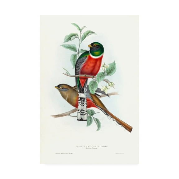 Trademark Fine Art 'Tropical Trogons V' Canvas Art by John Gould