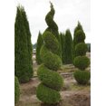 3 Emerald Green Arborvitae Trees/Shrubs 612" Tall Live Plants 2.5