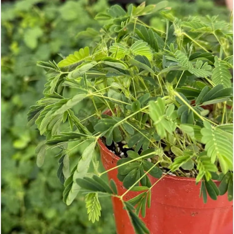 Sensitive Live Plant in 4" Pot - Touch Me Not Plant - Mimosa Pudica - Rare  Plant - Tropical Plant - Walmart.com