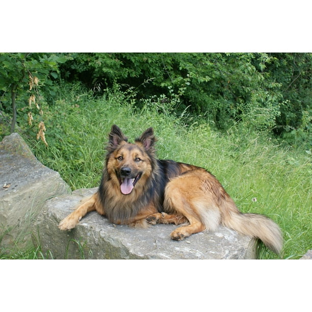 Laminated Poster Dog Pawn Sche Resin Fox Poster Print 24 X 36 Walmart Com Walmart Com