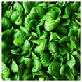 thumbnail image 3 of Everwilde Farms - 250 Organic Bloomsdale Spinach Seeds - Gold Vault Jumbo Bulk Seed Packet, 3 of 5