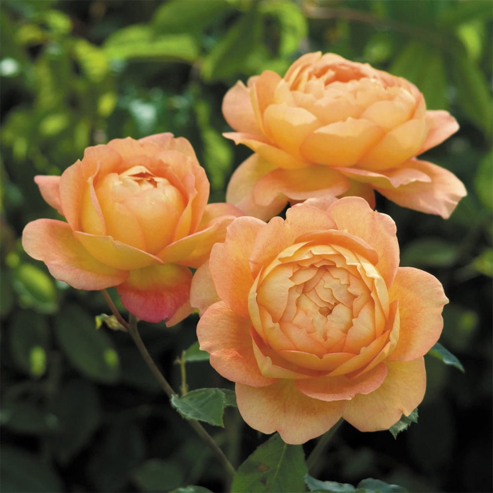 Heirloom Roses Orange Rose Plant - The Lady of Shalott David Austin Rose Bush , Live Fragrant Plants For Outdoors