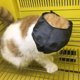 thumbnail image 3 of Ayudante de peluquero para gatos, mascarilla para gatos, mascarilla para peluquero para gatos, mascarilla para prevenir arañazos y mordeduras, máxima comodidad, 3 of 9