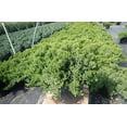 thumbnail image 3 of Dwarf Japanese Juniper Live Plants, 3 of 5