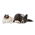 thumbnail image 2 of Dog and Cat Wall Decal by Wallmonkeys Peel and Stick Graphic (24 in W x 16 in H) WM211086, 2 of 4