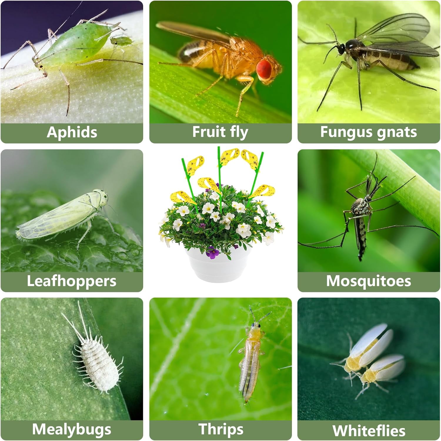 60PCS Yellow Sticky Traps for Plant Gnats Fungus Gnat House Indoor Fruit Fly Indoor/Outdoor Catcher Whiteflies Mosquitoes Thrips Aphids... Stake Holders Included Dual-Sided