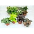 thumbnail image 3 of House Plants Low Light 4" Tropical Live Plants in 4" Pots (4 Count), Low Maintenance, 3 of 5