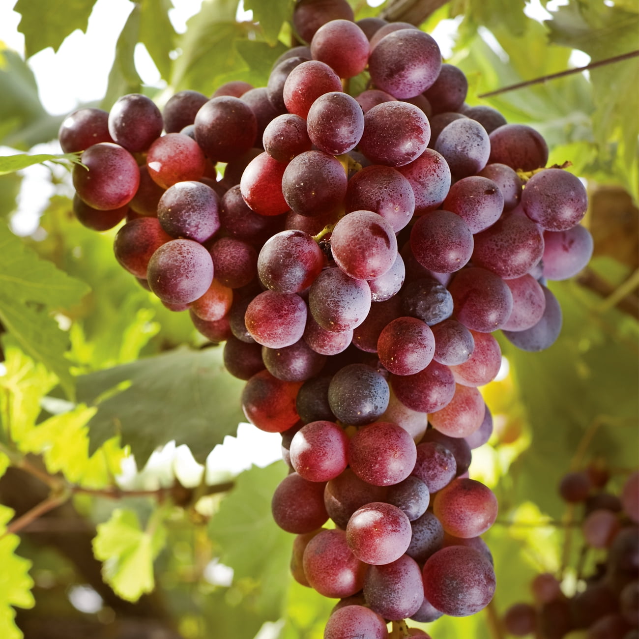 Van Zyverden Grape Seedless Canadice Dormant Plant Root Full Sun; 6+ hrs, Red
