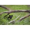 thumbnail image 2 of Grall, Don 18x13 Gold Ornate Wood Framed with Double Matting Museum Art Print Titled - Tennessee, Great Smoky Mts Black bear cub, 2 of 4
