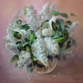 thumbnail image 2 of Rogozina, Svetlana 26x26 White Modern Wood Framed Museum Art Print Titled - White Lilac, 2 of 4