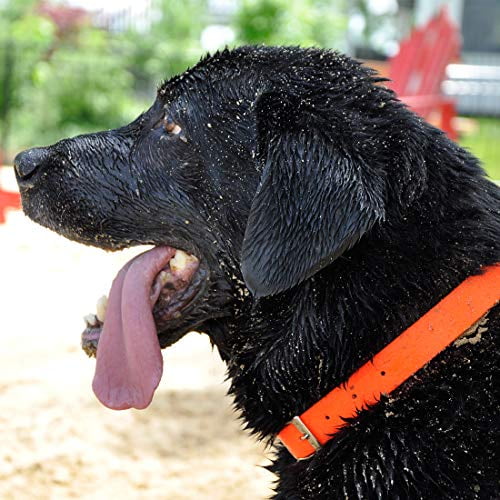 24 Orange Coastal Pet Products 04912 ORG24 Waterproof Dog Collar Harnesses 