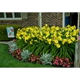 thumbnail image 3 of Going Bananas Daylily, 3 of 4