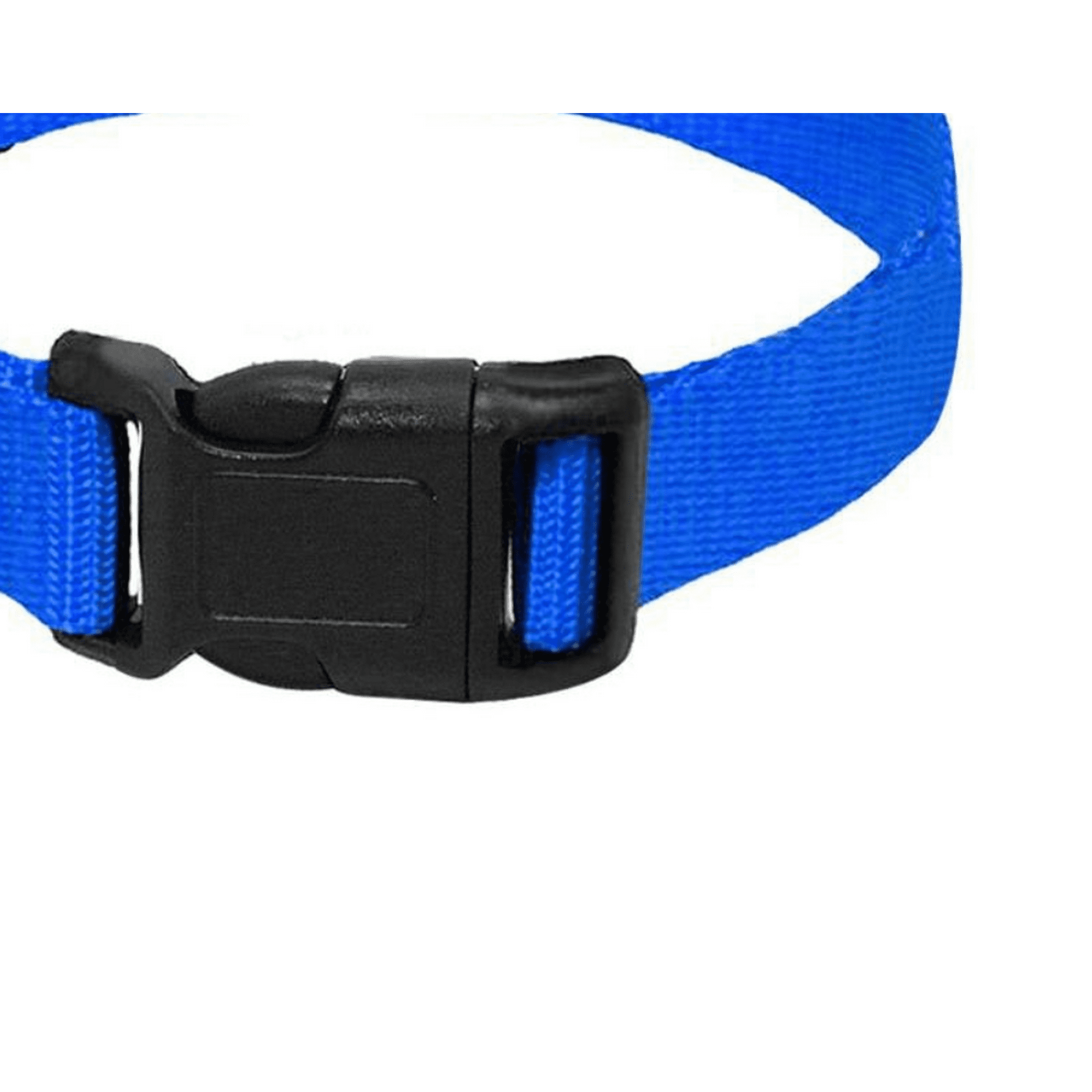 Blue collar dog discount