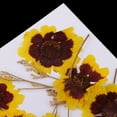 thumbnail image 4 of 12pcs Flores Secas Naturales para Decoraciones de álbum de Recortes Decoraciones para, 4 of 9