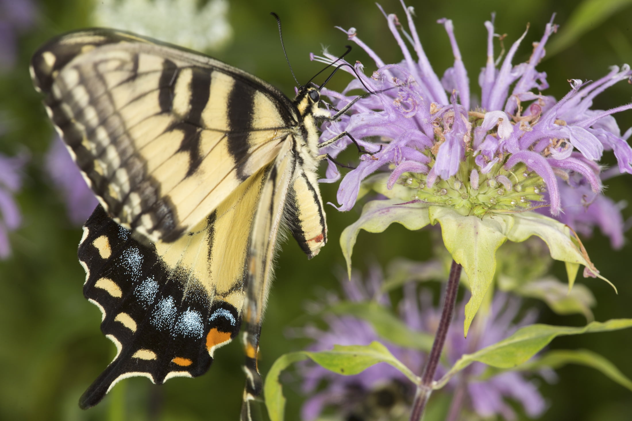 Earthechoseeds Wild Bergamot Bee Balm - Thumbnail 5