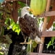thumbnail image 5 of Colgante de búho repelente de pájaros con cascabeles | Carillón de viento para exteriores, jardín, huerto y patio | Decoración de espantapájaros para proteger cultivos y árboles frutales, 5 of 7