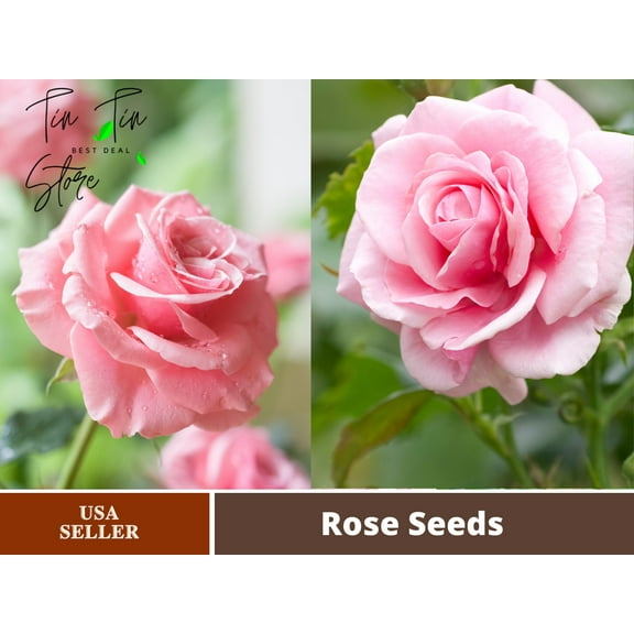 30 Rare Seeds-Pink Rose Flower Seeds-#1062-Authentic Seeds-Flowers-Seeds-Rose seeds-Herb seeds-Vegetable Seeds-Mix Seeds for Plant- B3G1