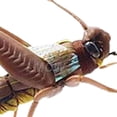thumbnail image 4 of LOVIVER ing Lure Bionic Locust Bait for Tilapia White Striped Mandarin Brown, 4 of 8