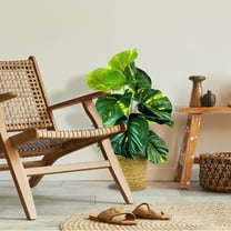 LCG Florals Artificial Plant, Pothos Plant, 2.5 ft, Natural Decorative Basket