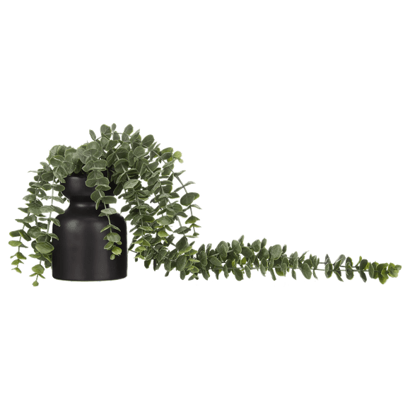 BOUCLAIR Eucalyptus en cascade dans un pot moyen